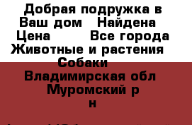 Добрая подружка,в Ваш дом!!!Найдена › Цена ­ 10 - Все города Животные и растения » Собаки   . Владимирская обл.,Муромский р-н